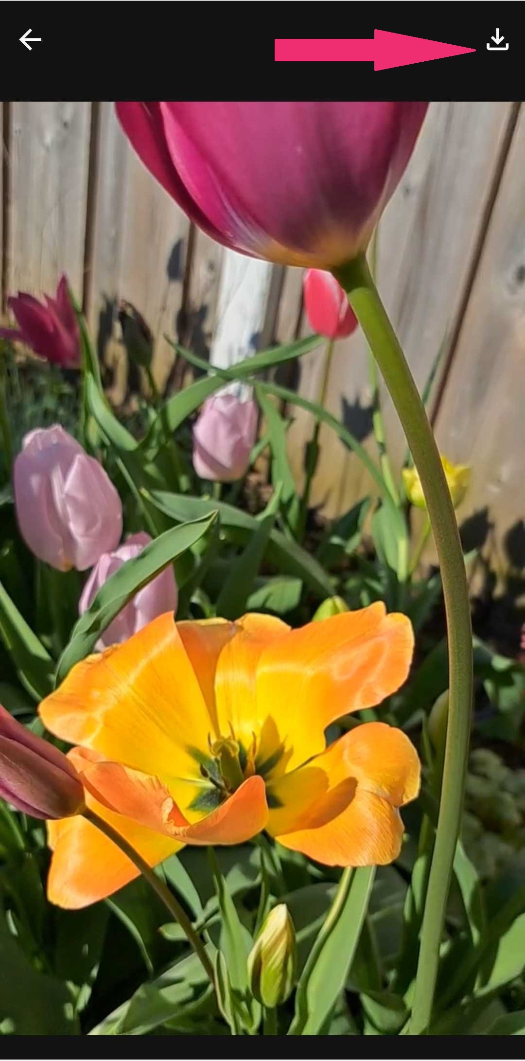 Video 2.jpg